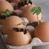 Eggshell seedling planting