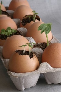 Eggshell seedling planting