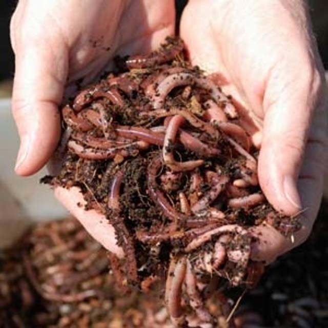Composting with Worms: Why Waste Your Waste