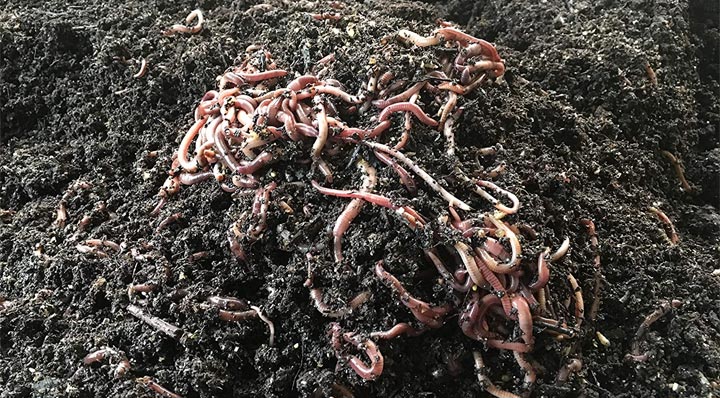 worms de compostagem