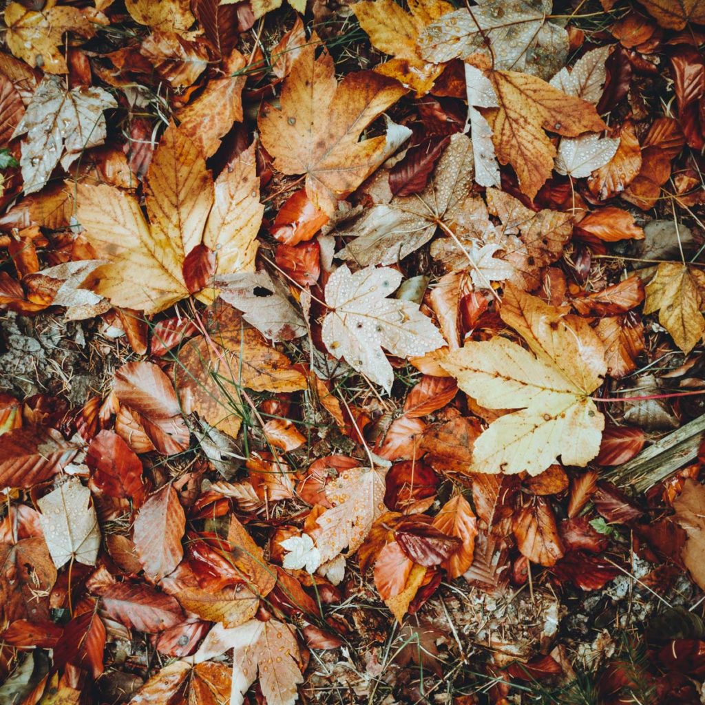 Autumn leaves for composting